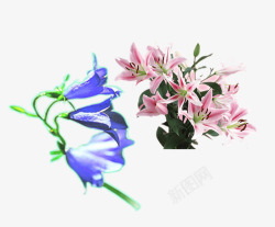 粉色百合花和蓝紫色铃铛花素材