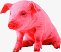 红色小猪图标图标