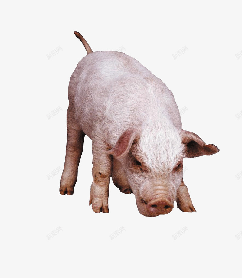 可爱的小猪猪png免抠素材_88icon https://88icon.com 动物 家畜 小猪 猪猪 生物