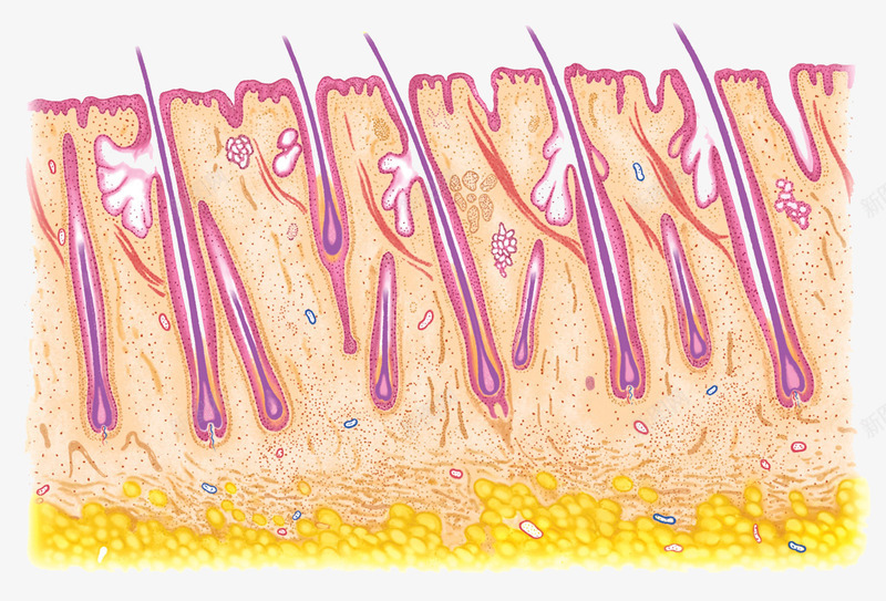 皮肤结构png免抠素材_88icon https://88icon.com 毛囊 汗腺 皮肤结构 细胞