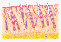 汗腺皮肤结构高清图片