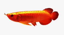 红龙鱼手绘风格化红龙鱼高清图片