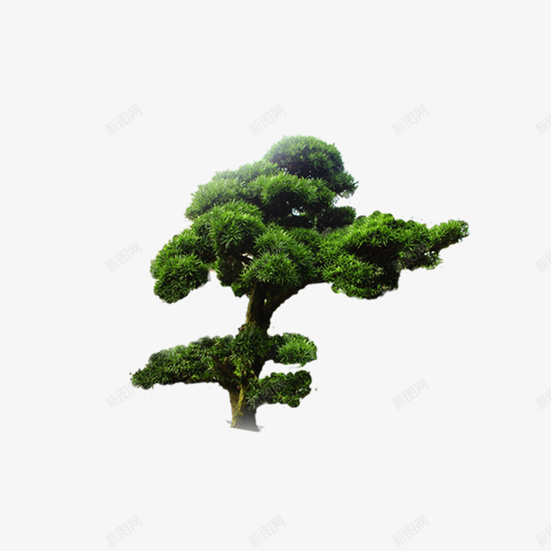 松树装饰png免抠素材_88icon https://88icon.com png素材 松树 树 绿色