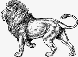 动物狮子野生动物素材