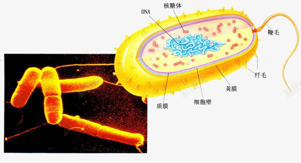 放大细菌png免抠素材_88icon https://88icon.com 放大倍数细菌 显微镜下的细菌 显微镜细胞 硝化细菌 细菌图片 细菌试验 超级细菌