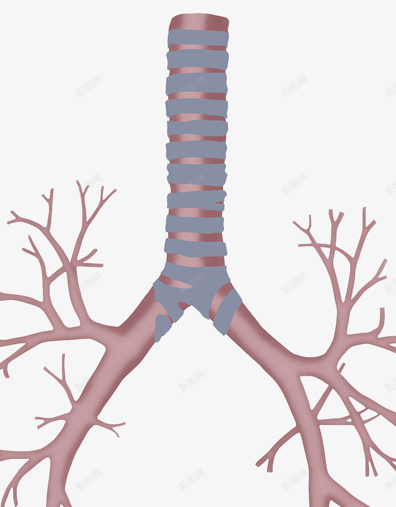 肺部支气管树png免抠素材_88icon https://88icon.com 人体结构 呼吸系统 呼吸道