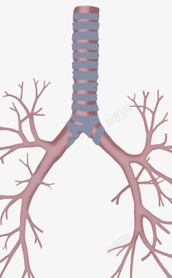 肺部支气管树素材