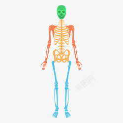 人体骨骼结构图素材