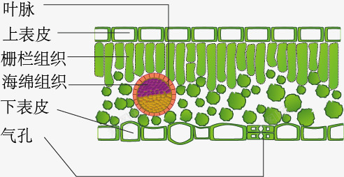 叶片细胞png免抠素材_88icon https://88icon.com 叶片细胞 手绘 示意图 细胞结构 结构图 绿色