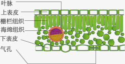 叶片细胞叶片细胞高清图片