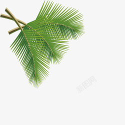椰树叶子素材