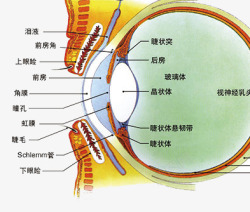 眼睛结构眼睛结构高清图片