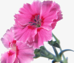 紫色温馨康乃馨花朵植物素材