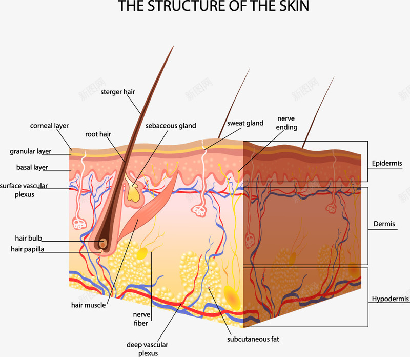 人体皮肤结构剖析图png免抠素材_88icon https://88icon.com 人体器官研究 医学 皮肤 装饰
