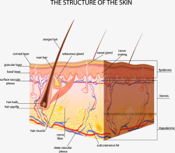 人体皮肤结构剖析图素材