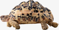 陆龟陆龟高清图片