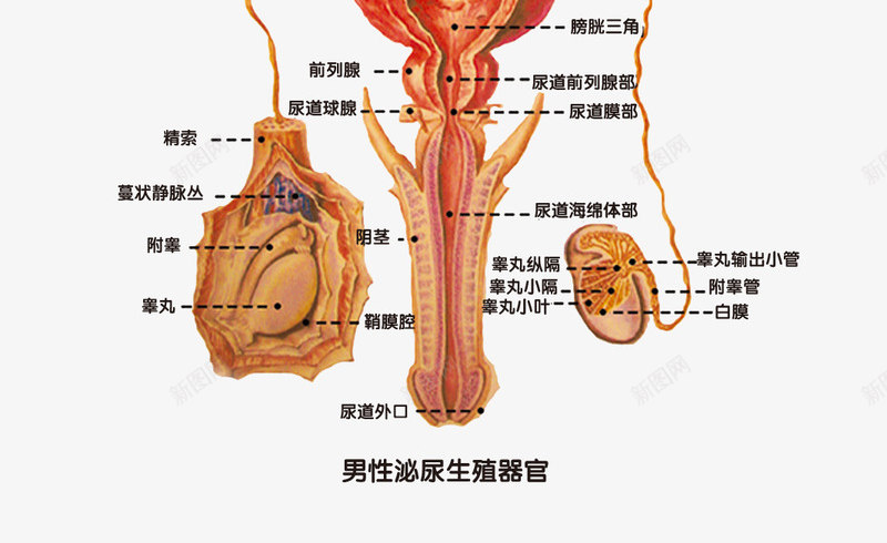 男性生殖器结构解剖图png免抠素材_88icon https://88icon.com 生殖器结构 男性 解剖图 身体结构图