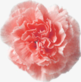 粉色盛开温馨花朵康乃馨素材