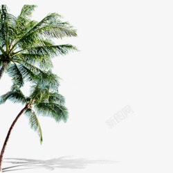 椰树背景图片椰树片高清图片