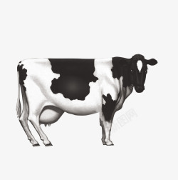 产奶奶牛高清图片