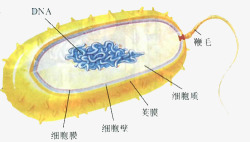 显微镜下的细菌素材