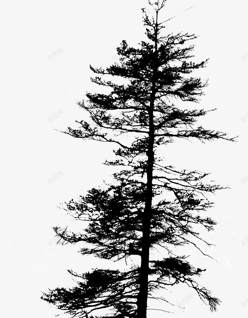 高耸的松树png免抠素材_88icon https://88icon.com 松树 植物 高耸