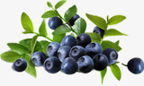 新鲜蓝莓水果树枝素材
