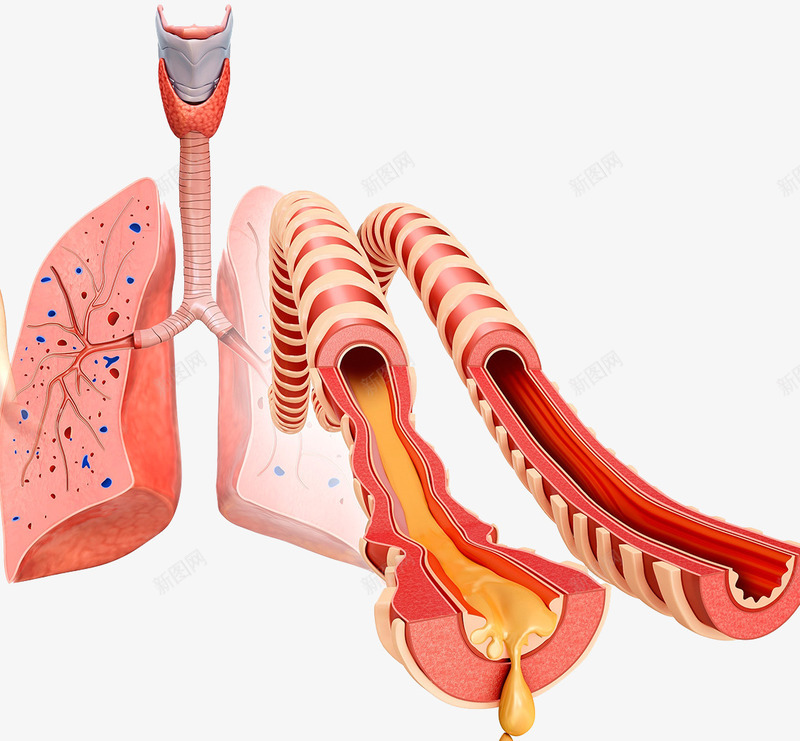 肺部气管粘液png免抠素材_88icon https://88icon.com 呼吸道 气管粘液 结构 肺部