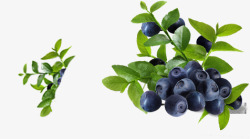 蓝莓新鲜水果植物素材