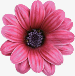 温馨粉色时尚花朵素材