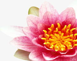 粉色温馨节日花朵装饰素材