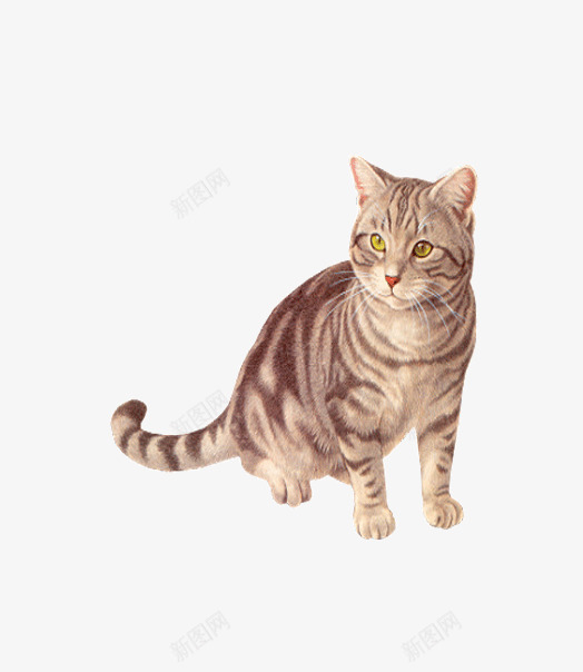 看向某处的猫咪png免抠素材_88icon https://88icon.com 产品实物 动物 猫咪