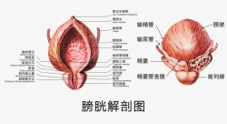 身体结构膀胱解剖图高清图片