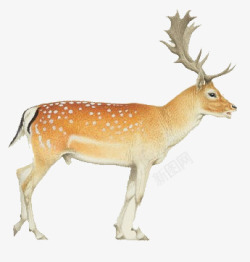 卡通梅花鹿素材