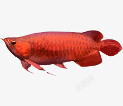手绘风格化红龙鱼素材