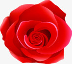 红色玫瑰花温馨背景素材