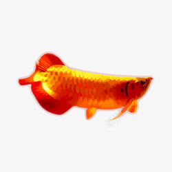 红龙鱼手绘风格化红龙鱼高清图片