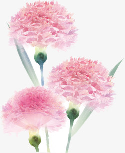 粉色水彩温馨康乃馨花朵素材
