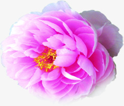 紫色温馨浪漫花朵素材