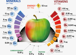 苹果营养结构矢量图素材