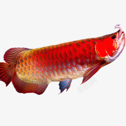 红龙鱼实物龙鱼宠物高清图片
