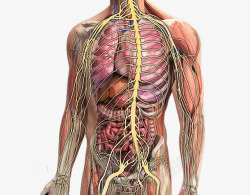 人体嵴柱图人体躯干内部结构示意图高清图片