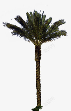 椰树高大美景植物素材