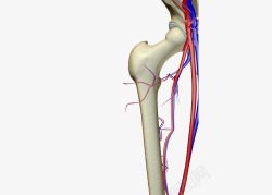 骨骼血管素材