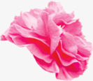 粉色温馨节日花朵植物装饰素材