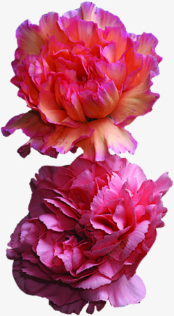 粉色温馨盛开康乃馨花朵素材