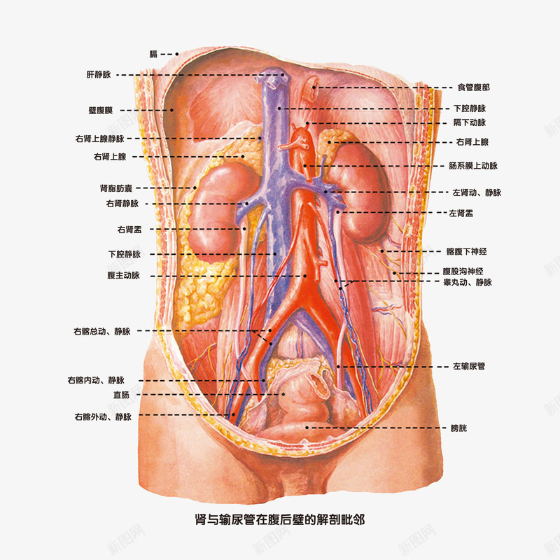 肾脏结构解剖图png免抠素材_88icon https://88icon.com 气管 结构图 肾脏 解剖图