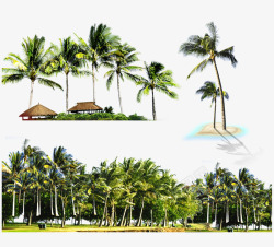椰子岛椰树素材