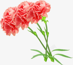 粉色温馨花束康乃馨素材