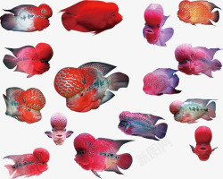 珍珠罗汉鱼鱼儿罗汉鱼高清图片